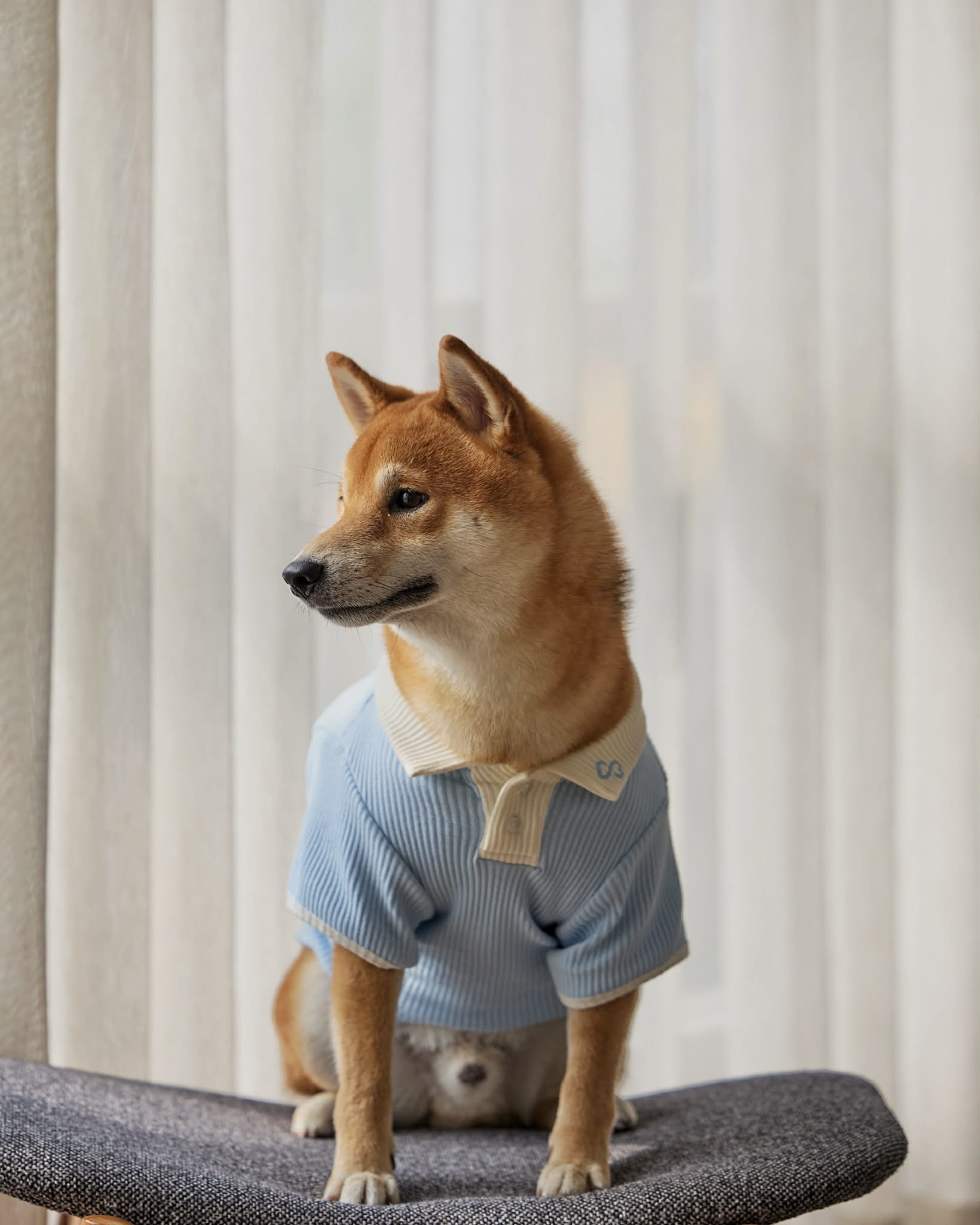 Club Polo - Soft Rib / Baby Blue-Ivory